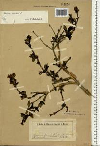 Lonicera caerulea subsp. altaica (Pall.) Gladkova, Mongolia (MONG) (Mongolia)