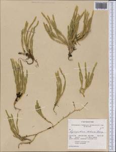 Spinulum annotinum subsp. alpestre (Hartm.) Uotila, America (AMER) (United States)