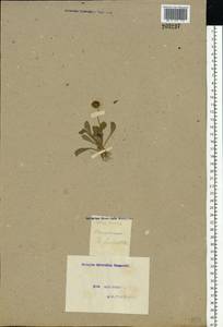Bellis perennis L., Eastern Europe, Moscow region (E4a) (Russia)