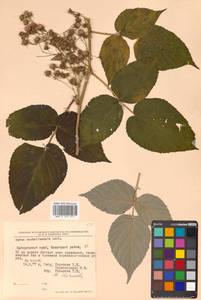 Rubus idaeus subsp. melanolasius Focke, Siberia, Russian Far East (S6) (Russia)