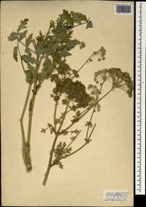 Seseli libanotis (L.) W.D.J.Koch, South Asia, South Asia (Asia outside ex-Soviet states and Mongolia) (ASIA) (Turkey)