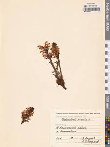 Pedicularis hirsuta L., Siberia, Yakutia (S5) (Russia)