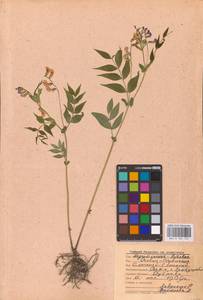 Lathyrus vernus (L.) Bernh., Eastern Europe, Central region (E4) (Russia)