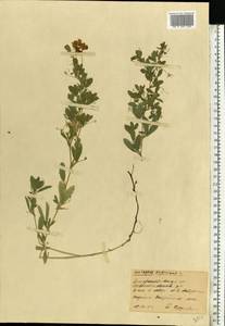 Lathyrus tuberosus L., Eastern Europe, South Ukrainian region (E12) (Ukraine)