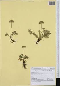 Pachypleurum mutellinoides (Crantz) Holub, Western Europe (EUR) (Italy)