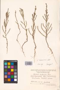 Salsola tamariscina Pall., Middle Asia, Caspian Ustyurt & Northern Aralia (M8) (Kazakhstan)