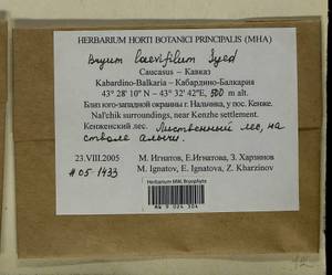 Rosulabryum moravicum (Podp.) Ochyra & Stebel, Bryophytes, Bryophytes - North Caucasus & Ciscaucasia (B12) (Russia)