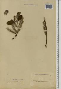 Salix cinerea L., Eastern Europe, Northern region (E1) (Russia)