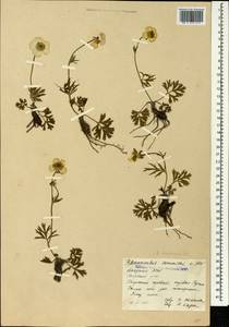 Ranunculus raddeanus Regel, Caucasus, Abkhazia (K4a) (Abkhazia)