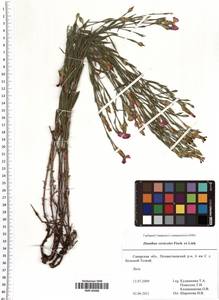 Dianthus chinensis L., Eastern Europe, Middle Volga region (E8) (Russia)