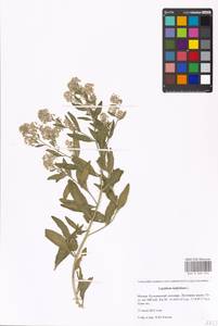 Lepidium latifolium L., Eastern Europe, Moscow region (E4a) (Russia)