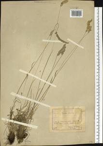 Koeleria pyramidata (Lam.) P.Beauv., Siberia, Baikal & Transbaikal region (S4) (Russia)