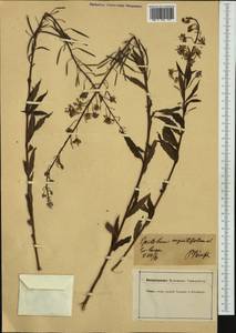 Chamaenerion angustifolium subsp. angustifolium, Western Europe (EUR) (Germany)