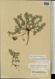 Odontarrhena obovata C. A. Mey., Mongolia (MONG) (Mongolia)