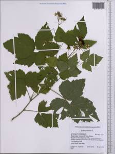 Rubus caesius L., Middle Asia, Western Tian Shan & Karatau (M3) (Kyrgyzstan)