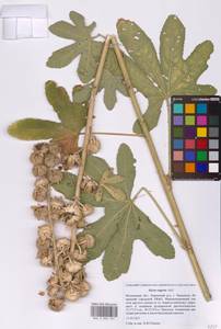 Alcea rugosa Alef., Eastern Europe, Moscow region (E4a) (Russia)