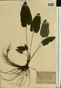 Betonica officinalis L., Eastern Europe, Central region (E4) (Russia)