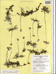 Antennaria dioica (L.) Gaertn., Eastern Europe, Northern region (E1) (Russia)