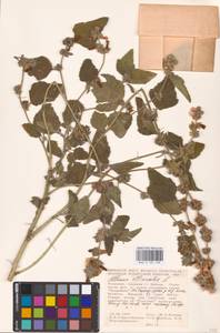 Althaea officinalis L., Eastern Europe, Moldova (E13a) (Moldova)