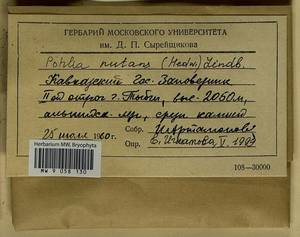 Pohlia nutans (Hedw.) Lindb., Bryophytes, Bryophytes - North Caucasus & Ciscaucasia (B12) (Russia)