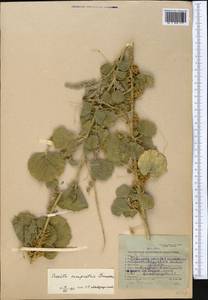 Cuscuta campestris Yunck., Middle Asia, Kopet Dag, Badkhyz, Small & Great Balkhan (M1) (Turkmenistan)