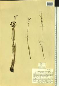 Juncus alpinoarticulatus subsp. rariflorus (Hartm.) Holub, Siberia, Russian Far East (S6) (Russia)