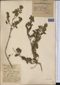 Lamiaceae, America (AMER) (Mexico)