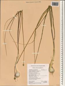 Allium sphaerocephalon L., South Asia, South Asia (Asia outside ex-Soviet states and Mongolia) (ASIA) (Cyprus)