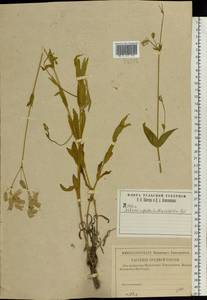 Silene vulgaris (Moench) Garcke, Eastern Europe, Central region (E4) (Russia)
