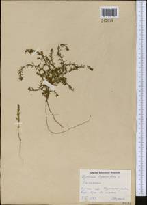 Lythrum hyssopifolia L., Middle Asia, Northern & Central Kazakhstan (M10) (Kazakhstan)