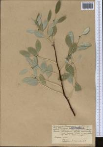 Elaeagnus angustifolia subsp. orientalis (L.) Soják, Middle Asia, Syr-Darian deserts & Kyzylkum (M7) (Uzbekistan)