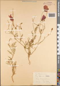 Roemeria refracta DC., Middle Asia, Middle Asia (no precise locality) (M0) (Not classified)