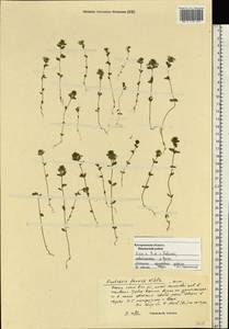 Euphrasia officinalis subsp. officinalis, Eastern Europe, Central forest region (E5) (Russia)