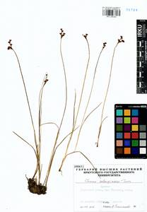 Juncus salsuginosus Turcz. ex E.Mey., Siberia, Baikal & Transbaikal region (S4) (Russia)