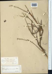 Astragalus cornutus Pall., Middle Asia, Muyunkumy, Balkhash & Betpak-Dala (M9) (Kazakhstan)