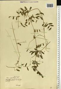 Vicia sativa subsp. nigra (L.)Ehrh., Eastern Europe, South Ukrainian region (E12) (Ukraine)