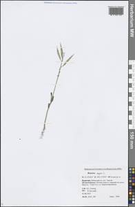 Brassica napus L., Siberia, Baikal & Transbaikal region (S4) (Russia)