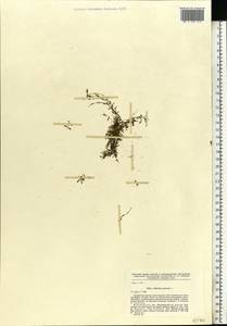 Callitriche palustris L., Eastern Europe, Central region (E4) (Russia)