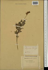 Hedysarum tauricum Willd., Crimea (KRYM) (Russia)