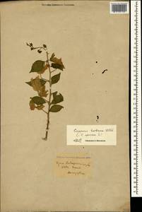 Capparis spinosa var. herbacea (Willd.) Fici, Crimea (KRYM) (Russia)