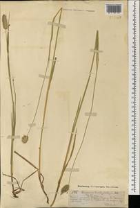 Alopecurus brachystachyus M.Bieb., Mongolia (MONG) (Mongolia)