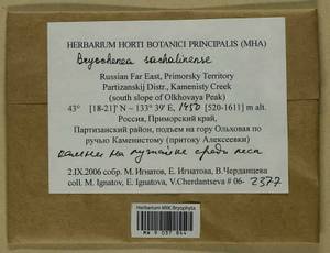Echinophyllum sachalinense (Lindb.) T.J. O'Brien, Bryophytes, Bryophytes - Russian Far East (excl. Chukotka & Kamchatka) (B20) (Russia)
