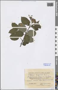 Cornus sanguinea L., Eastern Europe, North Ukrainian region (E11) (Ukraine)