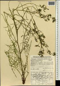 Crepidiastrum tenuifolium (Willd.) Sennikov, Mongolia (MONG) (Mongolia)