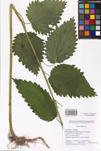 Urtica dioica L., Eastern Europe, Central region (E4) (Russia)