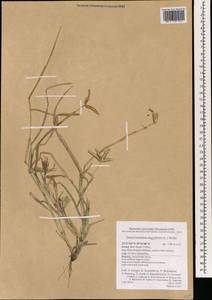 Dactyloctenium aegyptium (L.) Willd., South Asia, South Asia (Asia outside ex-Soviet states and Mongolia) (ASIA) (Israel)