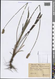 Plantago lanceolata L., Eastern Europe, Central forest-and-steppe region (E6) (Russia)