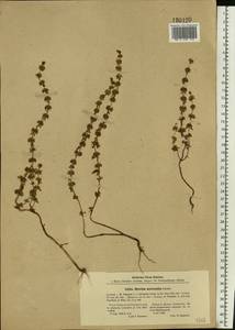 Mentha micrantha (Fisch. ex Benth.) Haw. ex Schult. & Schult.f., Eastern Europe, Lower Volga region (E9) (Russia)