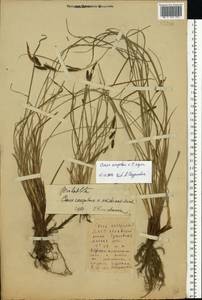 Carex cespitosa L., Eastern Europe, Belarus (E3a) (Belarus)