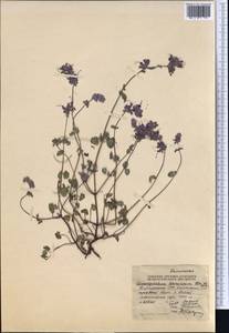 Dracocephalum stamineum Kar. & Kir., Middle Asia, Northern & Central Tian Shan (M4) (Kyrgyzstan)